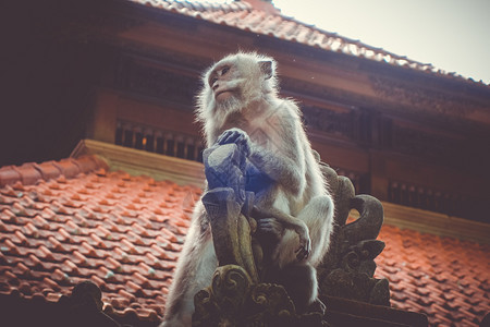 在神圣的猴子森林寺院屋顶上猴子乌布德巴利印地安尼西亚在猴子森林的寺院屋顶上猴子印地安尼西亚图片