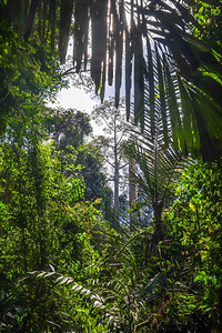 雨林景观塔曼尼加拉公园马来西亚丛林景观塔曼尼加拉公园马来西亚图片