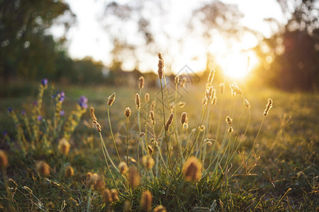 春或夏晚的青草原上花朵日落黄金时分图片