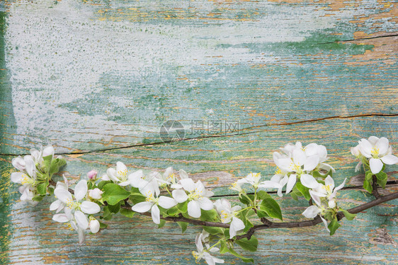 白色花朵覆盖着开苹果树枝分支的旧漆蓝板抽象春季背景图片