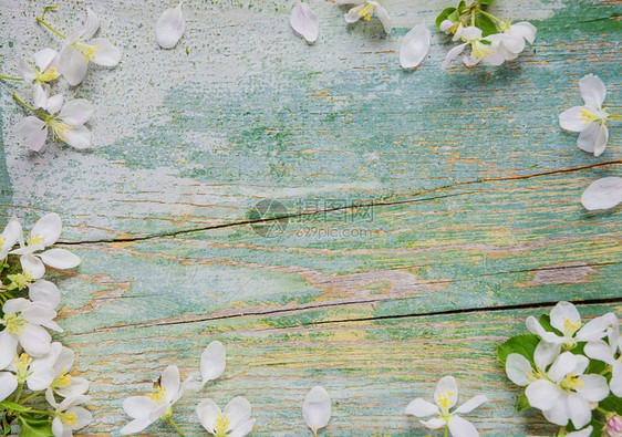 白苹果花框的旧漆蓝板抽象春季背景图片