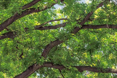 在阳光明媚的夏日树枝和绿叶的抽象背景图片