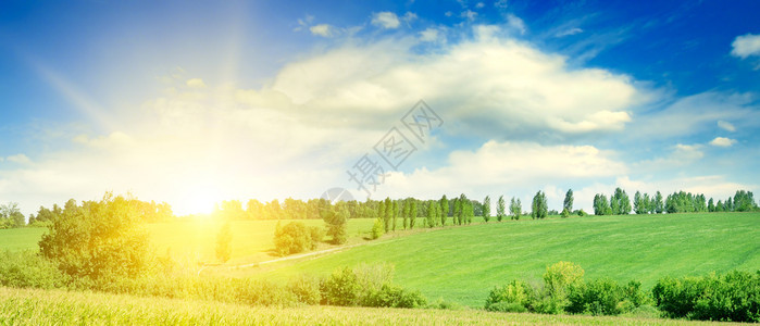 绿色的玉米田和明亮日出与蓝色天空宽广照片图片