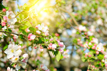 苹果树的花朵在阳光明媚的下浅田地深处聚焦在前方的花朵上图片