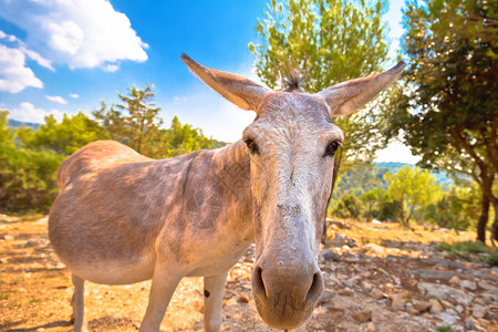 自然的达马特岛驴野生动物croati图片