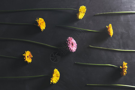 上方的黑桌有一束黄色的菊花和一束粉红色的花相对分布在黑色的桌子上面风景花朵多彩的春天图片