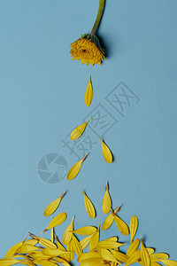 在蓝纸背景和坠落花瓣上翻倒的黄色菊花图片