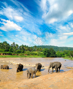 在斯里兰卡丛林河中洗澡的大象群图片