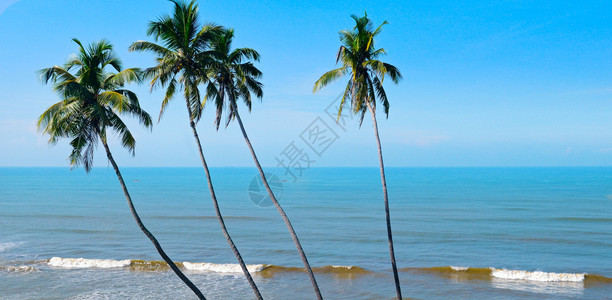海滩棕榈树阳光明媚的一天美丽海洋宽阔照片图片