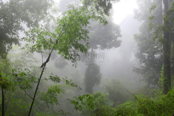 雾森林景观图片