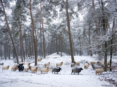 在冬季森林中山羊群有雪角羊图片