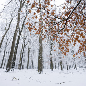 在奥斯特利茨和雪中覆盖的乌斯泰利茨附近在乌斯特利茨和被雪覆盖的乌特利什附近在乌斯特利茨和什附近在乌特勒支的豪林中图片