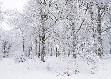 在奥斯特利茨和雪中覆盖的乌斯泰利茨附近在乌斯特利茨和被雪覆盖的乌特利什附近在乌斯特利茨和什附近在乌特勒支的豪林中图片