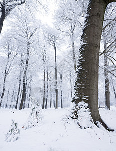 在奥斯特利茨和雪中覆盖的乌斯泰利茨附近在乌斯特利茨和被雪覆盖的乌特利什附近在乌斯特利茨和什附近在乌特勒支的豪林中图片