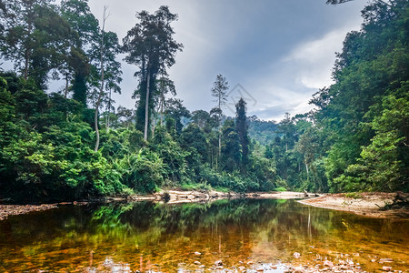 热带雨林Tamnegr公园马来西亚图片