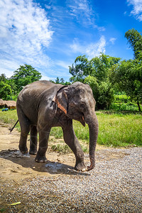 亚洲清迈保护公园里的小象泰国清迈保护公园里的小象图片