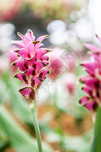 粉红色颜的郁金香花夏天的郁金香棕色白叶图片