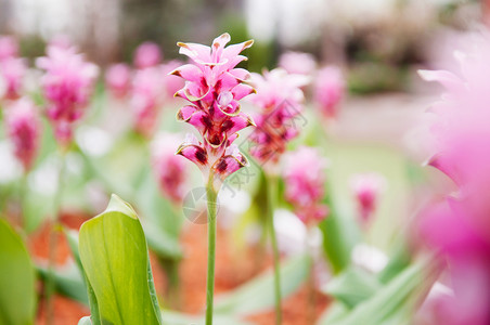 粉红色颜的郁金香花夏天的郁金香棕色白叶图片