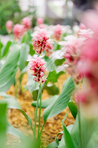 粉红色颜的郁金香花夏天的郁金香棕色白叶图片