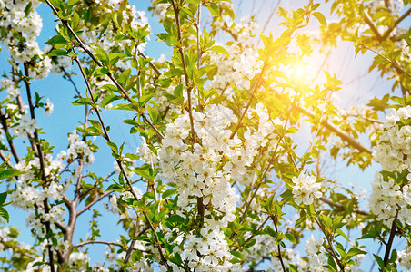 春花美丽的树与桃花图片
