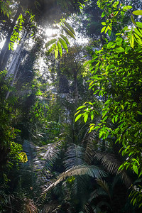 雨林景观塔曼尼加拉公园马来西亚丛林景观塔曼尼加拉公园马来西亚图片