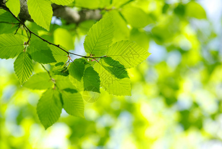 绿色背景的树叶背景图片