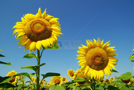 向日葵和蓝太阳天空图片