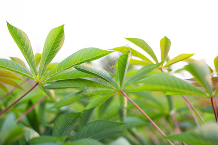 木薯或田热带粮食植物图片