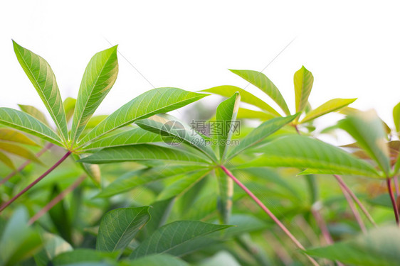 木薯或田热带粮食植物图片