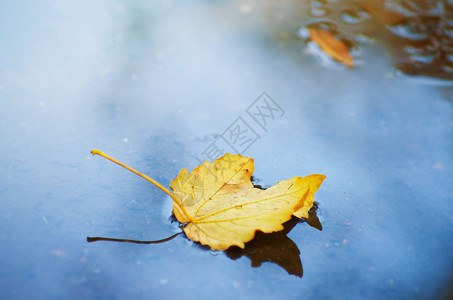 在水坑表面的落叶图片