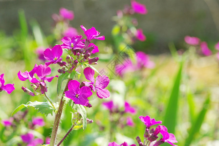 田野上的春紫花图片