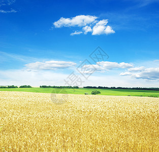 一片金麦和蓝的天空图片