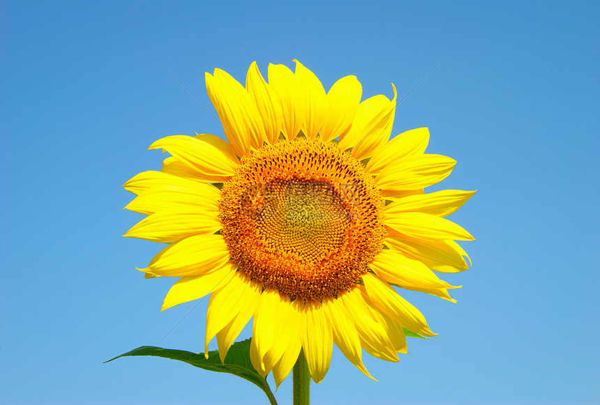向日葵和蓝太阳天空