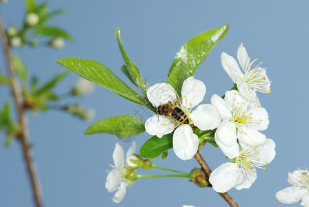 春花和蜜蜂图片