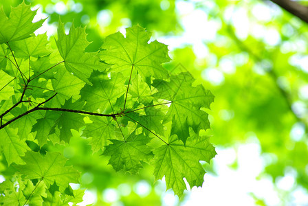 绿色背景的树叶图片