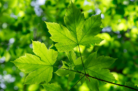 春天山水绿色背景的树叶背景