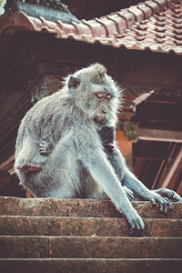 在神圣的猴子森林寺院屋顶上猴子乌布德巴利印地安尼西亚在猴子森林的寺院屋顶上猴子印地安尼西亚图片