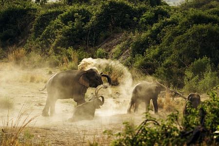 大象在泥里玩耍图片