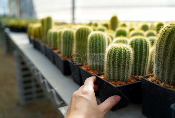 农业温场中手持小仙人掌植物图片