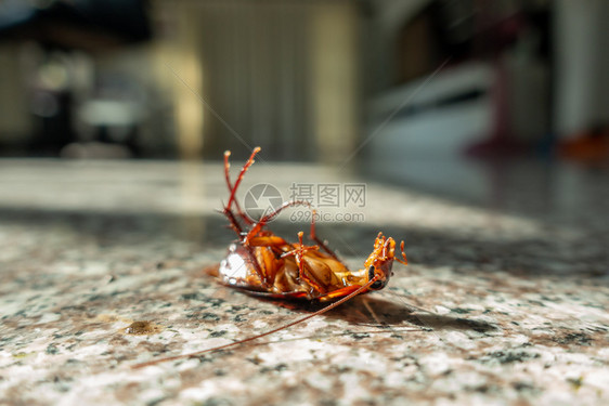 地板上的死蟑螂虫害控制概念图片