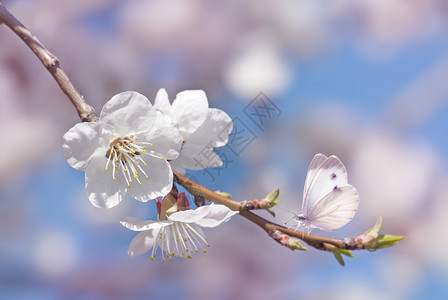 美丽的白蝴蝶在春樱花枝上蓝色和粉红背景的近身美丽大自然在初春优雅形象日出时的本樱花和蝴蝶图片