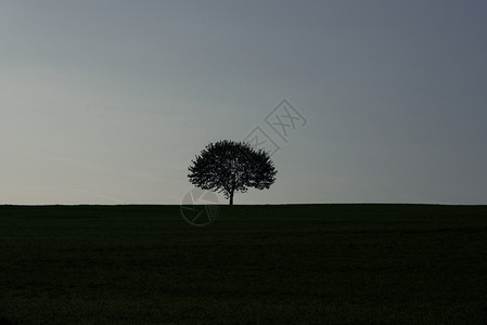 日出时空晴朗的天下田地中央一棵树的背影图片
