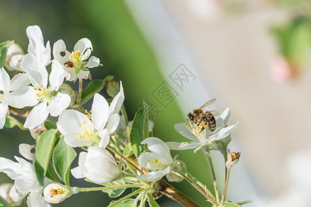 蜜蜂花收集来自春园的一棵白苹果树图片