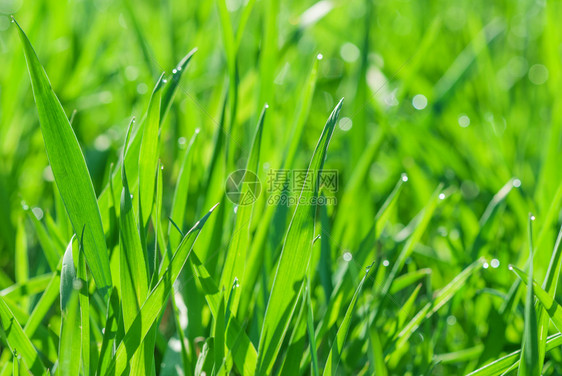 清晨绿草地覆盖着露雨图片