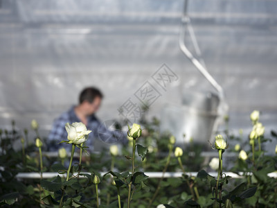 如果有人在荷兰河畔的温室里收集白玫瑰图片