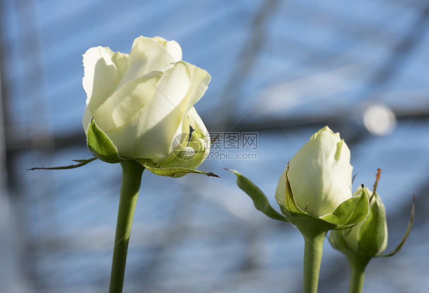 白玫瑰在阴地蓝色天空下的玻璃温室里图片
