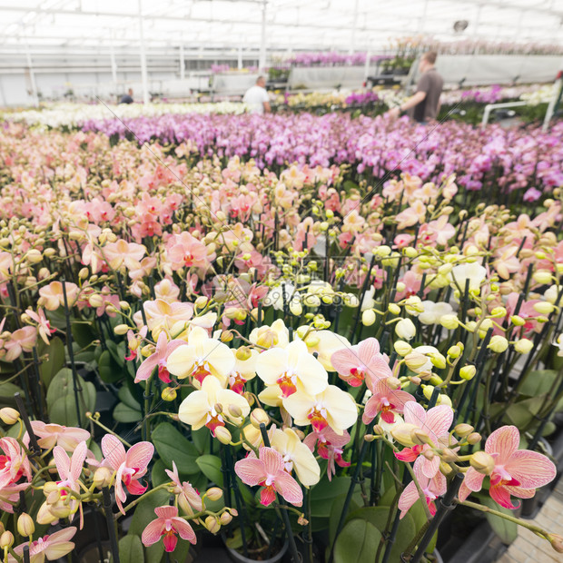 杜茨邦伯省扎尔特博姆梅附近的温室中富含彩色兰花图片