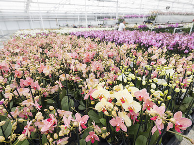 杜茨邦伯省扎尔特博姆梅附近的温室中富含彩色兰花图片