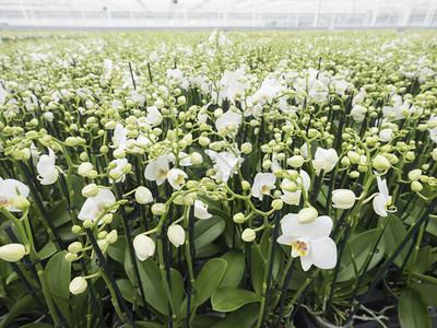 杜查温室充斥着白兰花在无脊椎骨的省份扎尔特邦梅附近图片