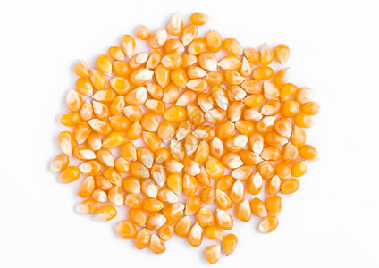 白种玉米子图片